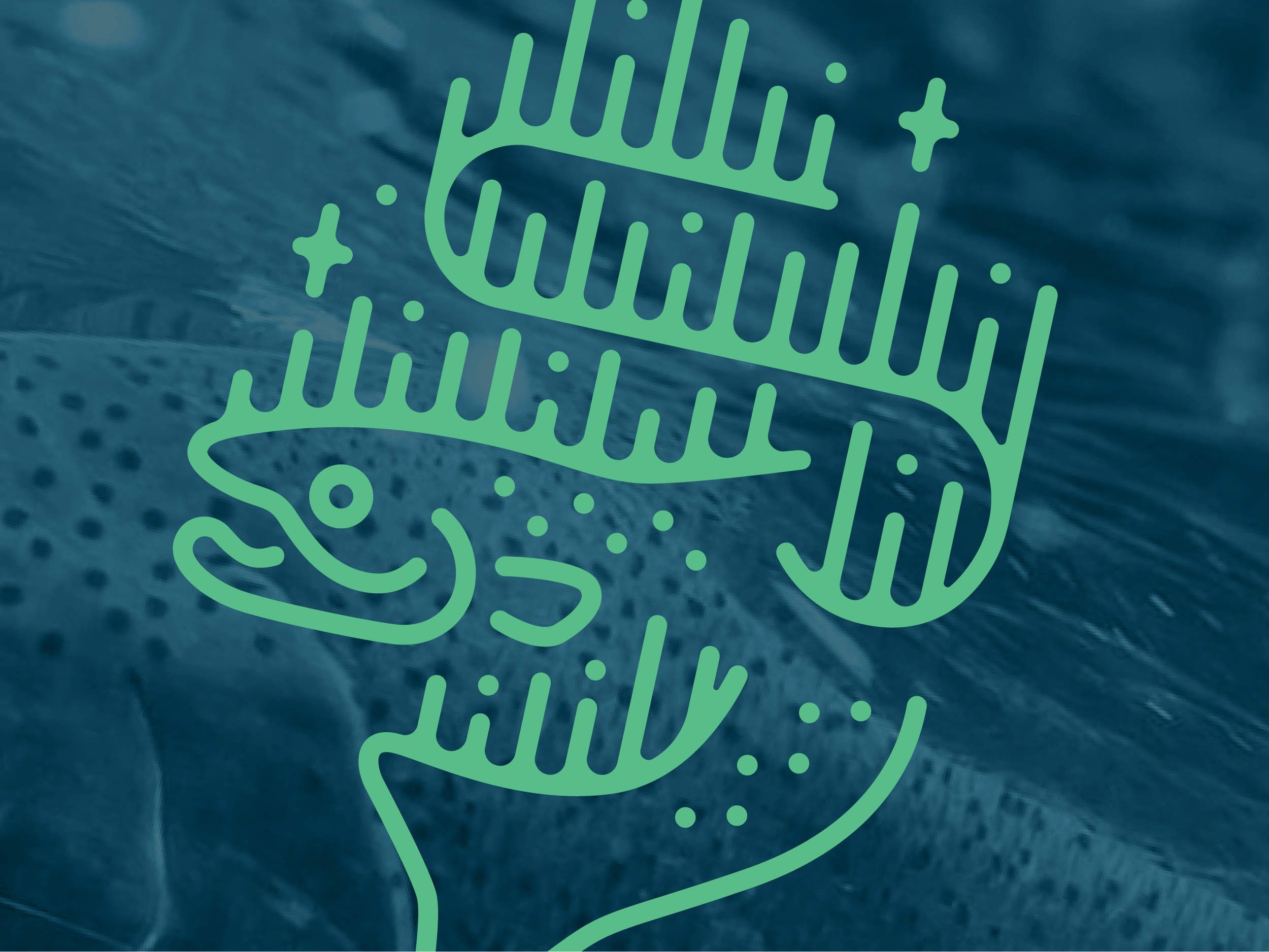Aurora Angling brand identity